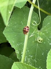 Epilachna tredecimnotata