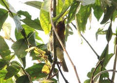 Hemithraupis ruficapilla