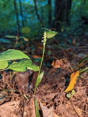Spiranthes ovalis erostellata