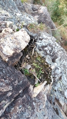 Wahlenbergia gracilis
