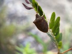 Euschistus ictericus