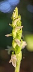 Spiranthes ovalis erostellata