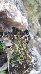 Wahlenbergia gracilis