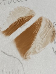 Pluteus longistriatus