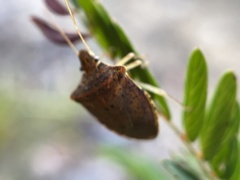 Euschistus ictericus