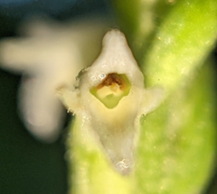 Spiranthes ovalis erostellata