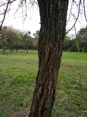 Geoffroea decorticans