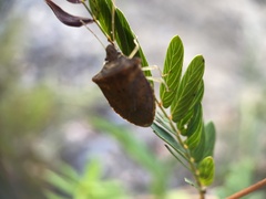 Euschistus ictericus