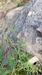 Wahlenbergia gracilis