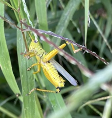 Melanoplus differentialis