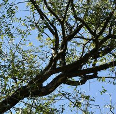 Saltator coerulescens