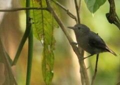 Myrmotherula unicolor