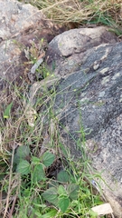 Wahlenbergia gracilis