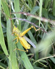 Melanoplus differentialis