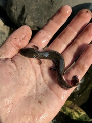 Necturus maculosus