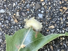 Callirhytis infuscata