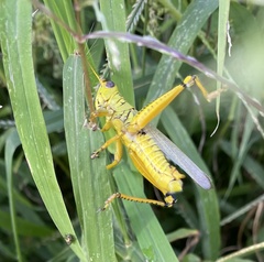 Melanoplus differentialis