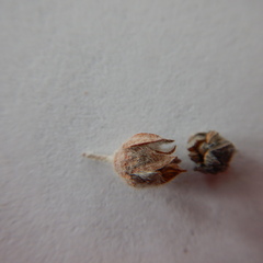 Potentilla vulcanicola