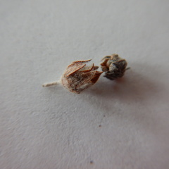 Potentilla vulcanicola