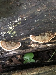 Trametes versicolor