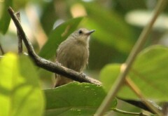 Myrmotherula unicolor
