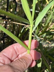 Paspalum distichum