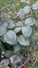 Viburnum rafinesqueanum