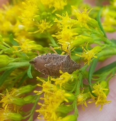 Podisus maculiventris