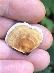 Trametes versicolor