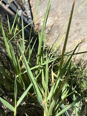 Paspalum distichum