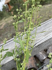 Chenopodium