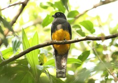 Trogon viridis