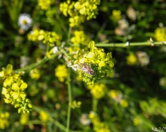 Calocoris roseomaculatus