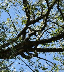 Saltator coerulescens