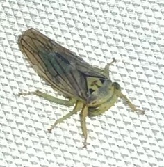 Populicerus formosus