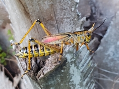 Romalea microptera