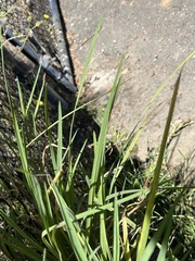 Paspalum distichum