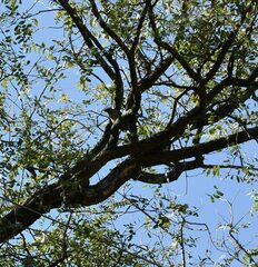 Saltator coerulescens