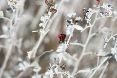 Indigofera leucotricha