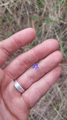 Wahlenbergia gracilis