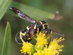 Leucospis affinis