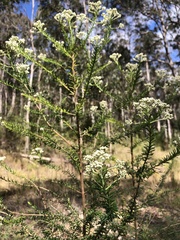 Ozothamnus diosmifolius