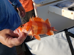 Sebastes rubrivinctus