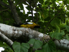 Icterus leucopteryx