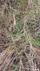 Wahlenbergia gracilis