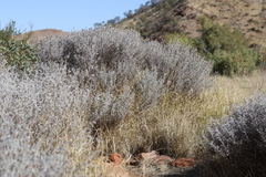 Indigofera leucotricha