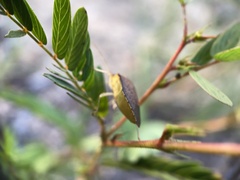 Euschistus ictericus