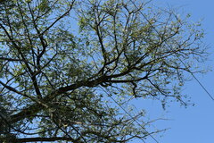 Saltator coerulescens