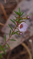 Euryomyrtus ramosissima