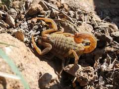 Hottentotta conspersus